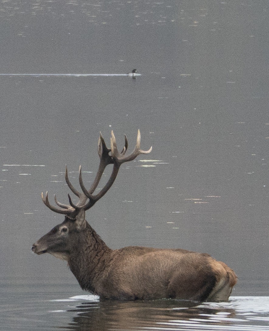 Common Goldeneye - ML644938566