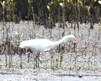 Plumed Egret - ML644938587