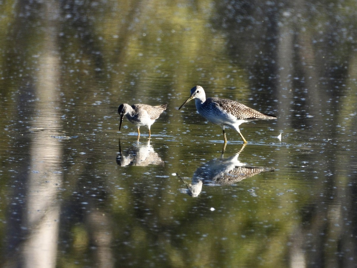 Greater Yellowlegs - ML644938619