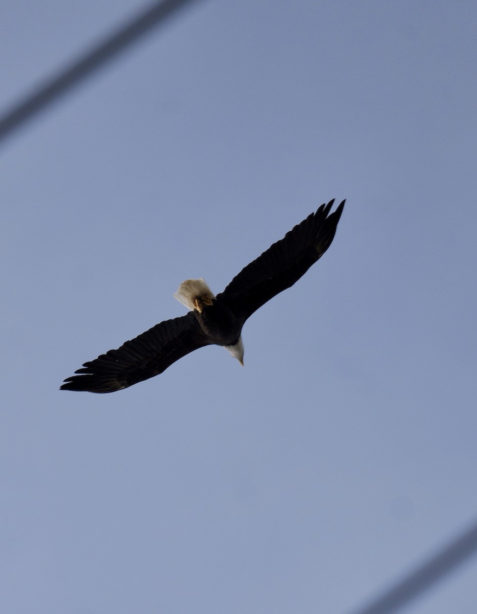 Bald Eagle - ML644938629