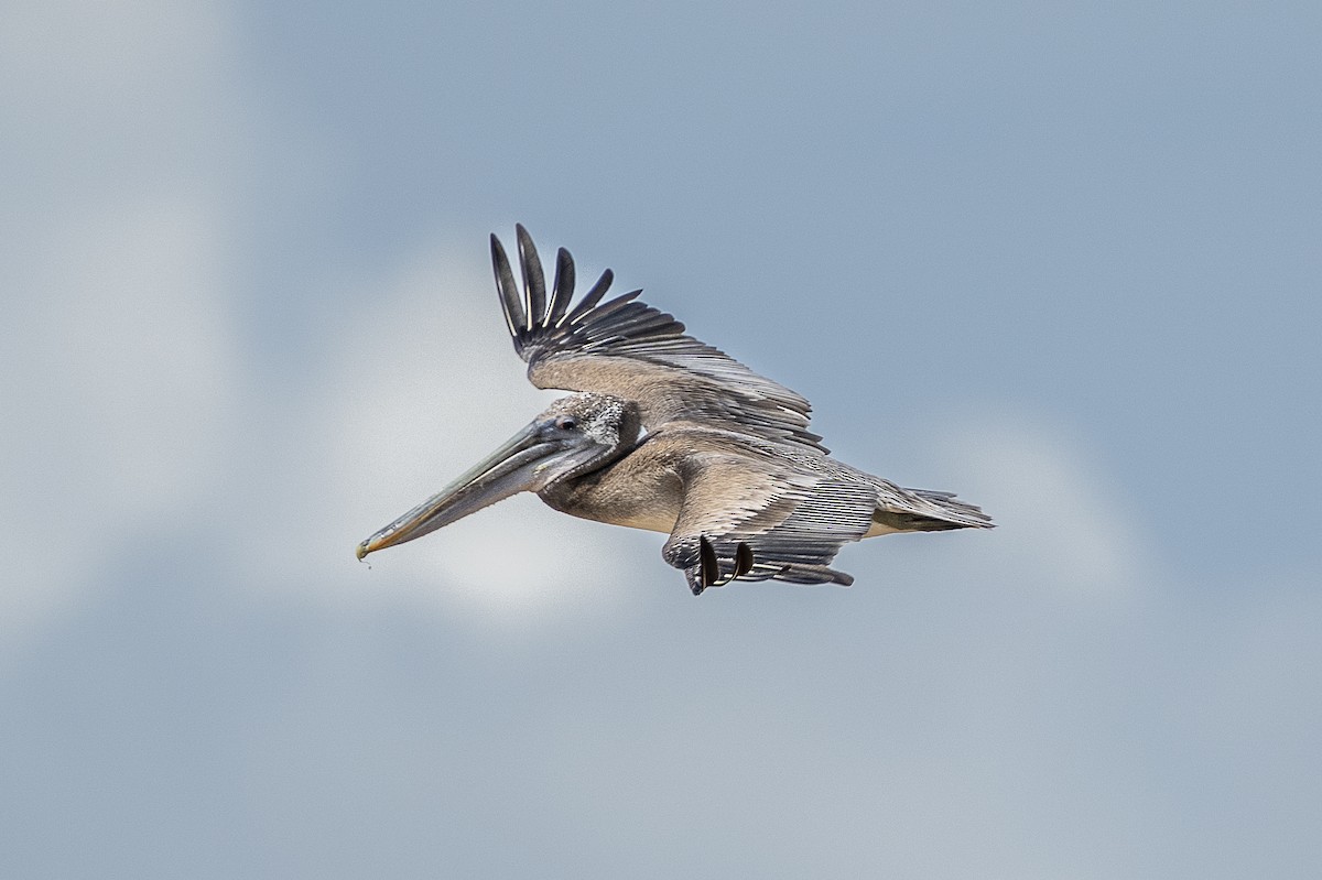 Brown Pelican - ML644938633