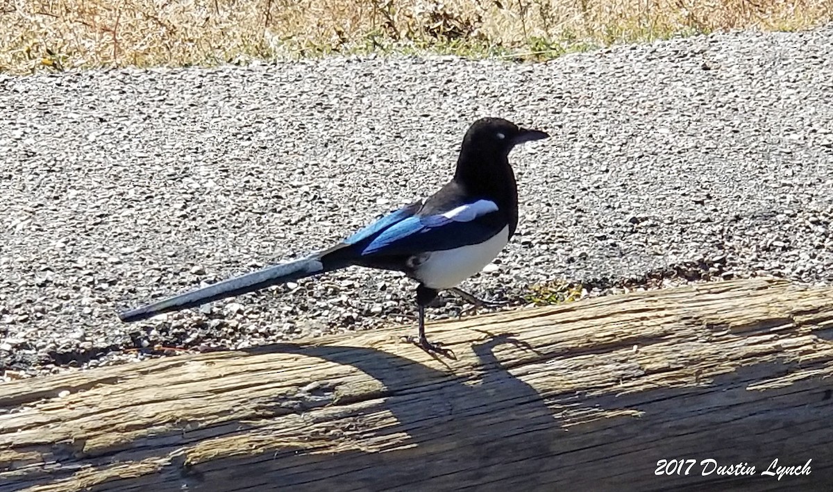 straka americká - ML644938678