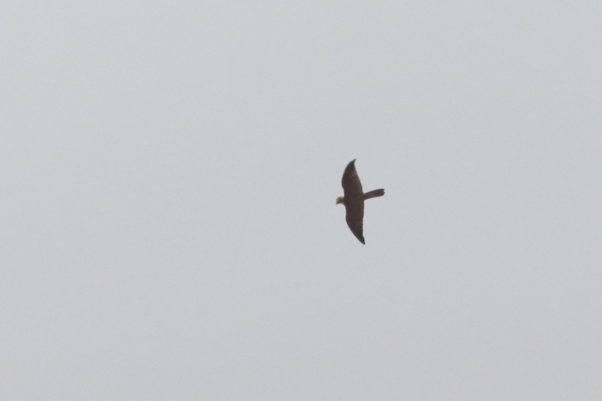 Балабан - ML644938687