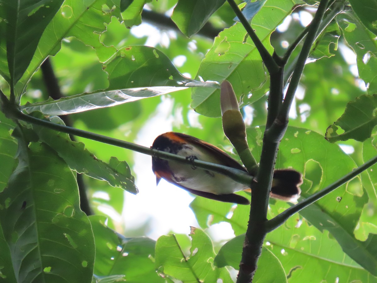 Горихвостковая древесница - ML644938688