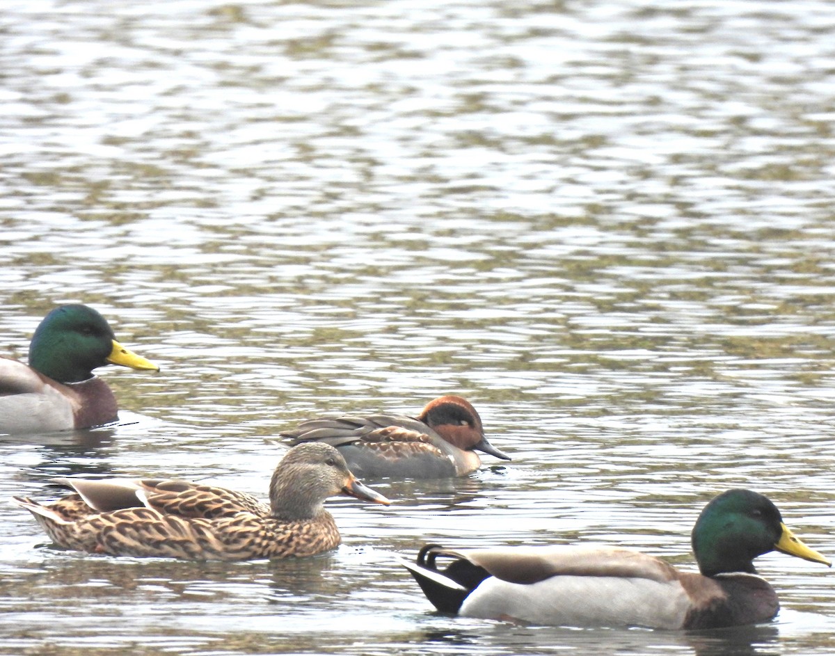 Green-winged Teal - ML644938706