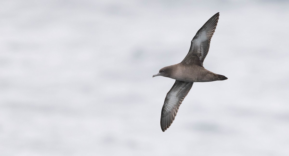 Sooty Shearwater - ML644938749