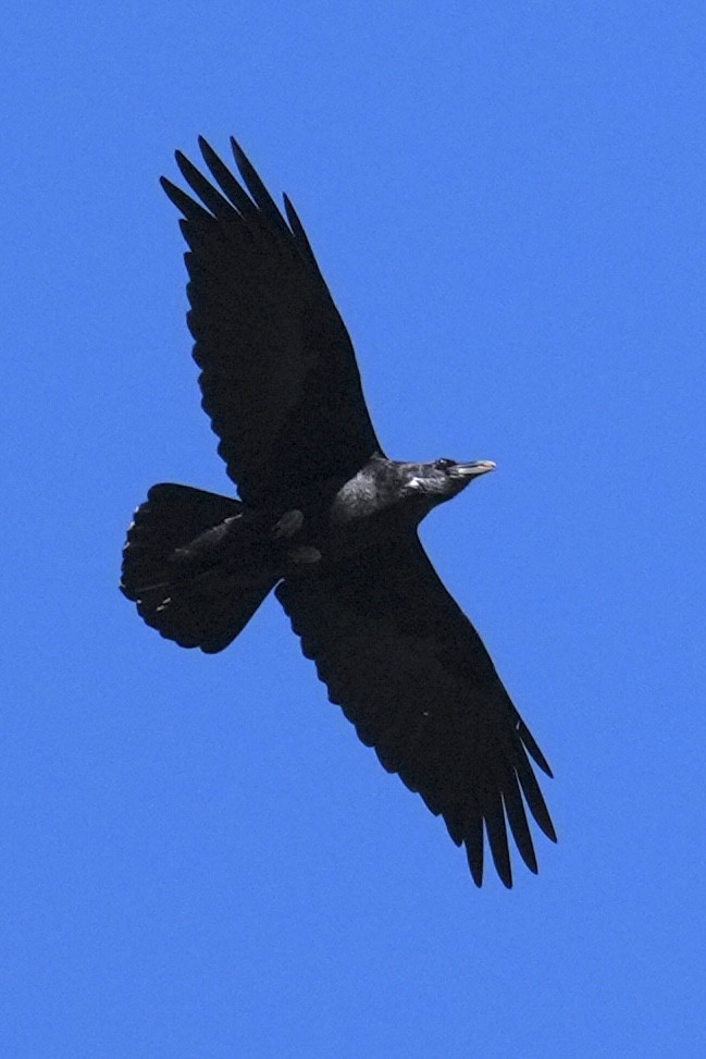 kaktusravn - ML644938757