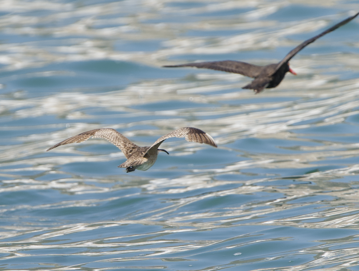 Hudsonian/Eurasian Whimbrel - ML644938785