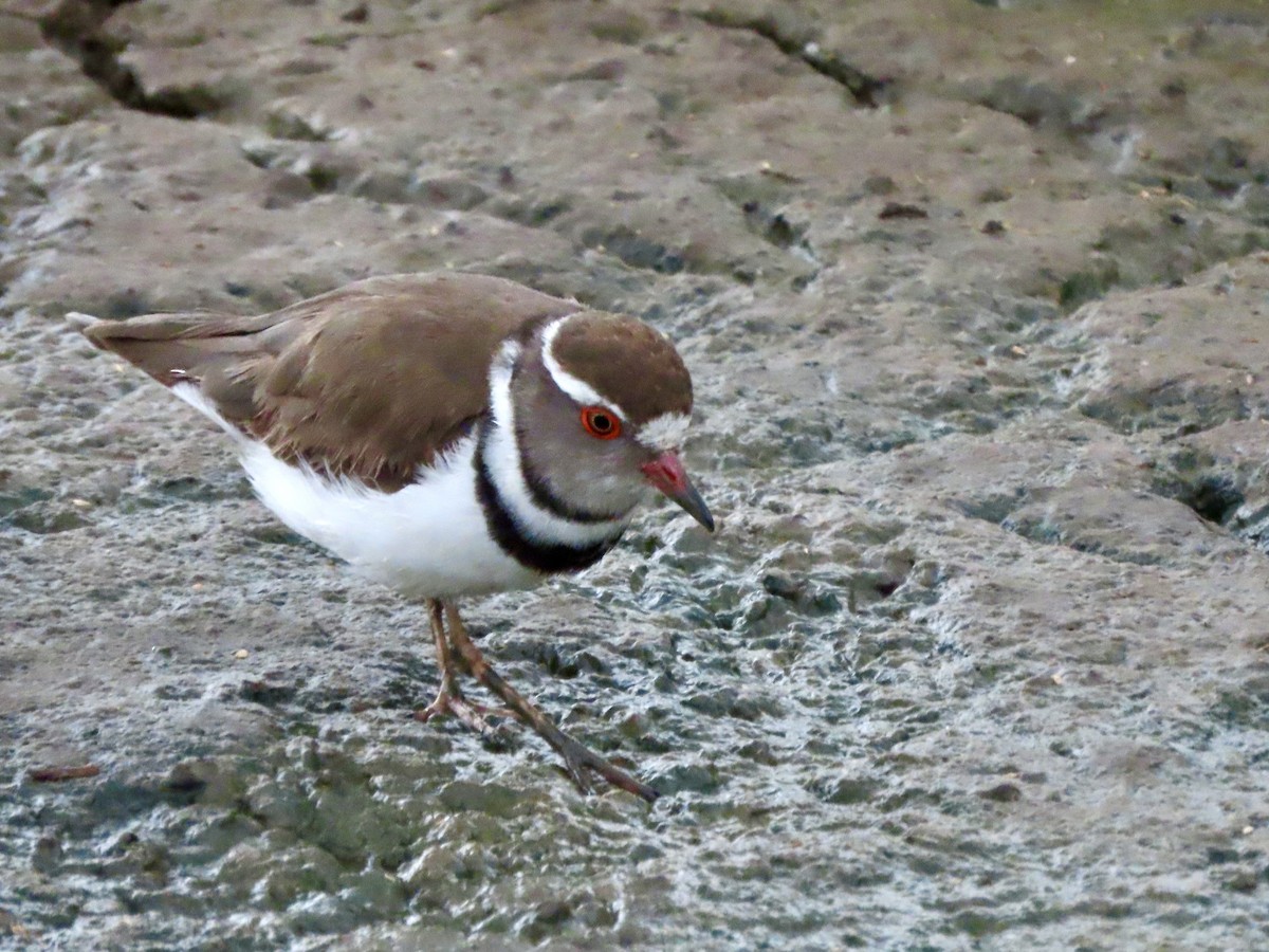 Three-banded Plover - ML644938797