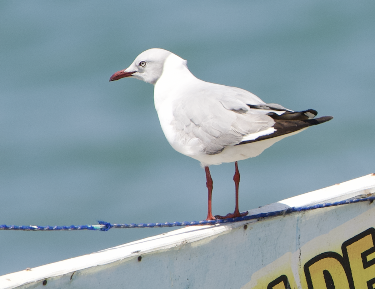 gråhodemåke - ML644938834