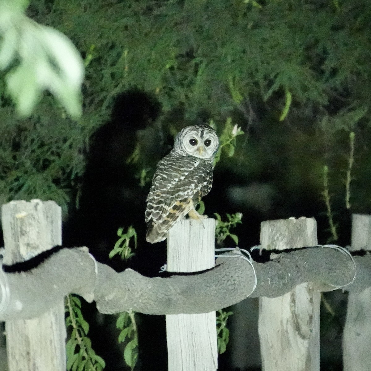 puštík argentinský - ML644938839