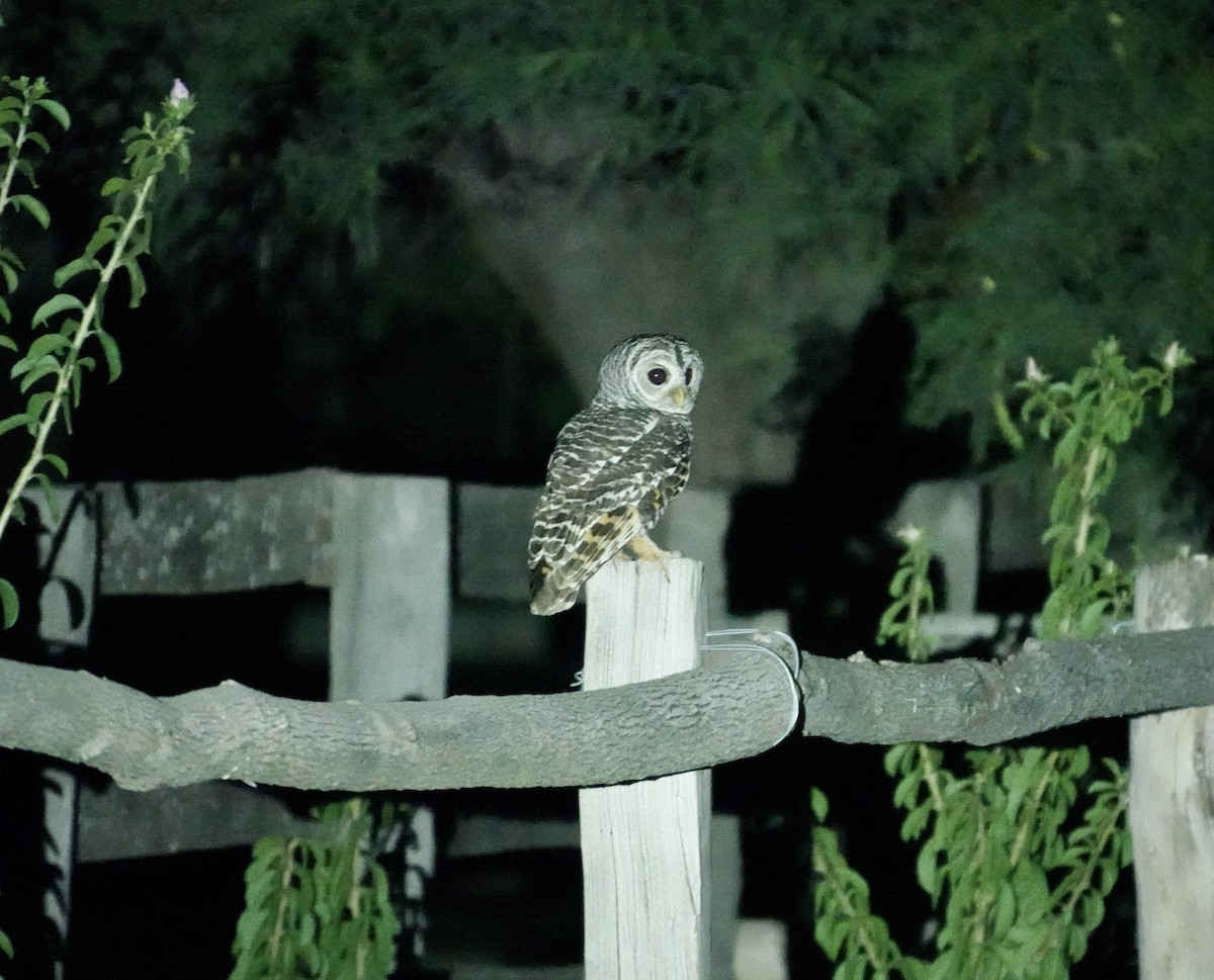 puštík argentinský - ML644938852