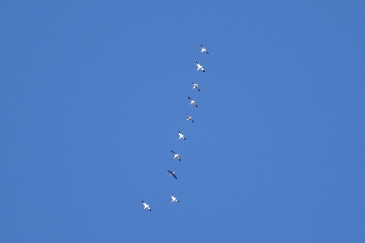 Schneegans - ML644938905