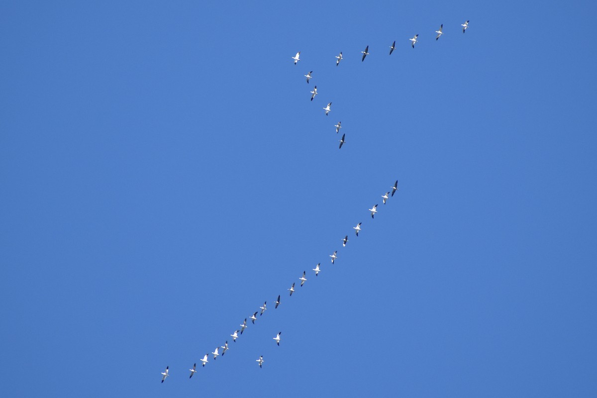 Schneegans - ML644938906