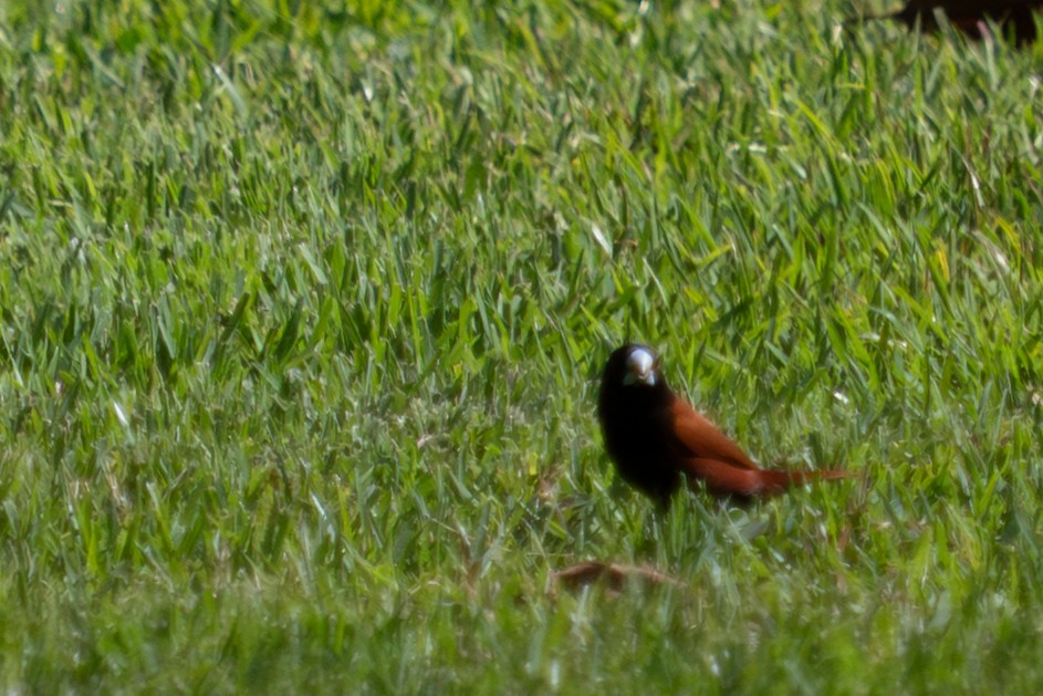 Chestnut Munia - ML644938909