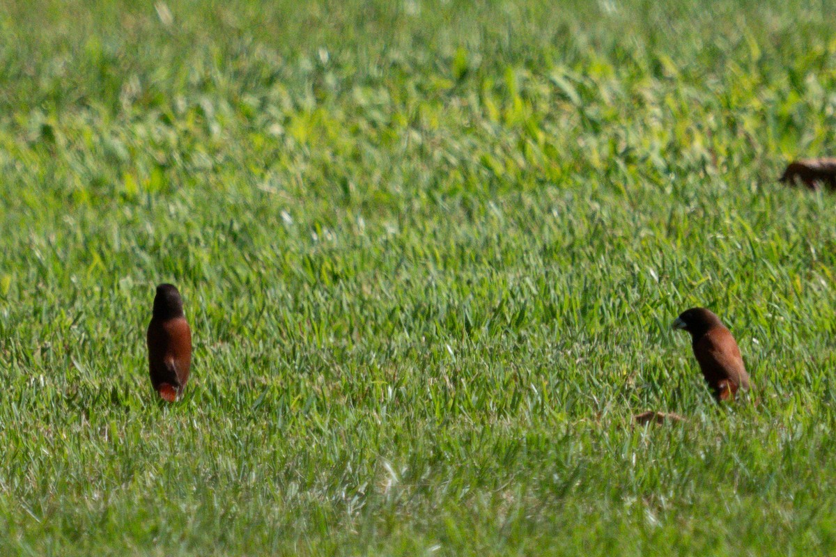 Chestnut Munia - ML644938910