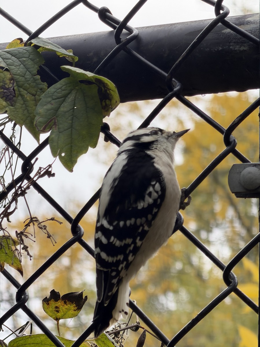 strakapoud osikový - ML644938935