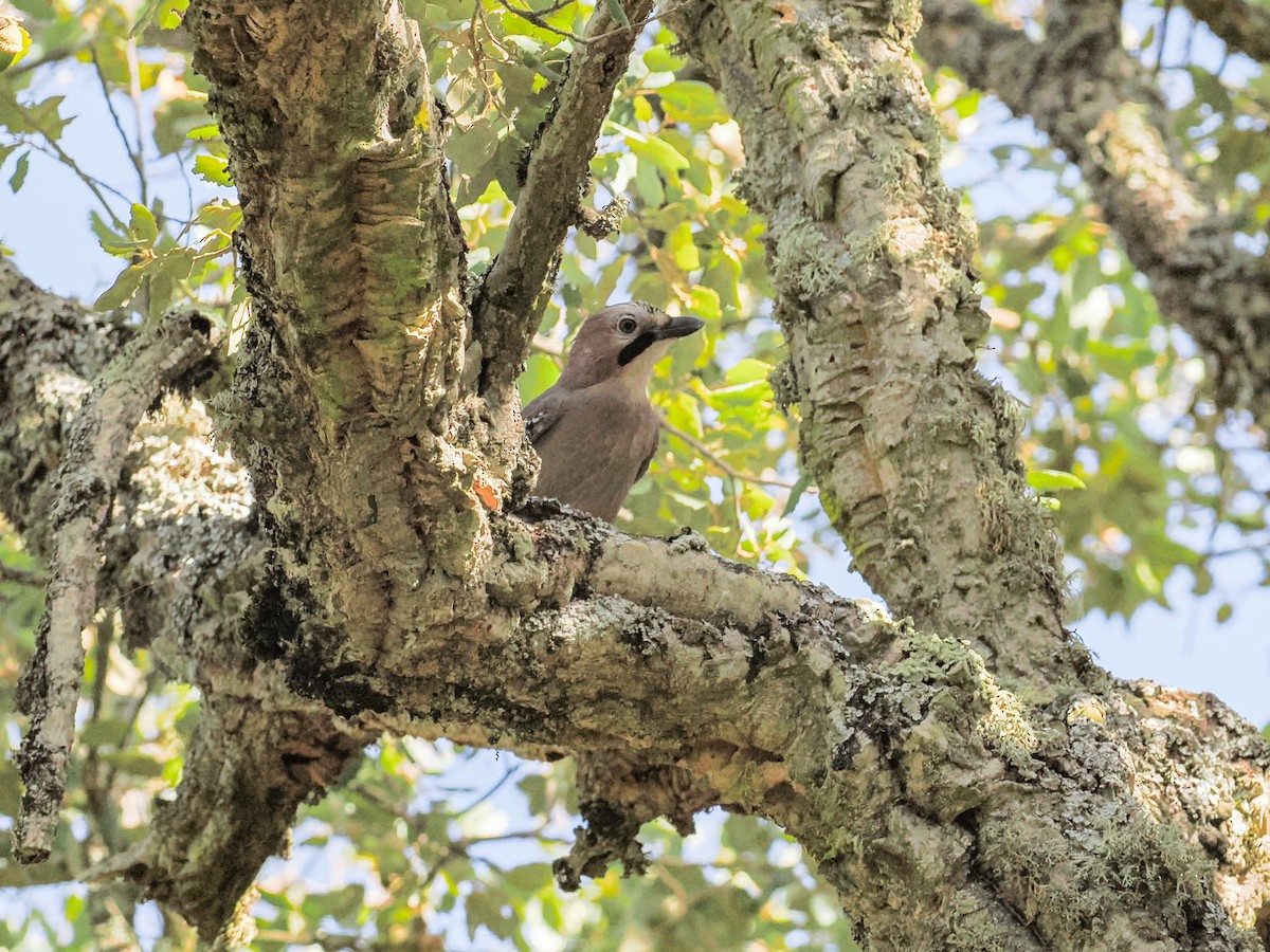 Ghiandaia - ML644938943