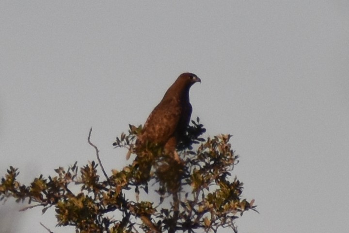 Rotschwanzbussard (calurus/alascensis) - ML644938956