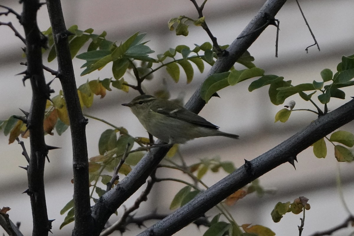 Yellow-browed Warbler - ML644938976