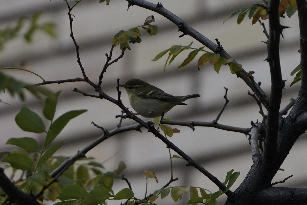Yellow-browed Warbler - ML644938977