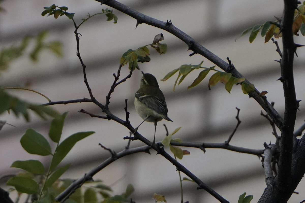 Yellow-browed Warbler - ML644938978