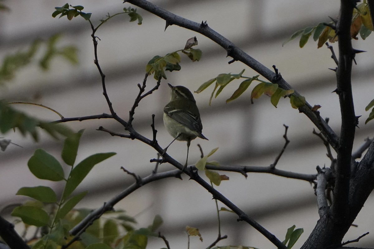 Yellow-browed Warbler - ML644938979