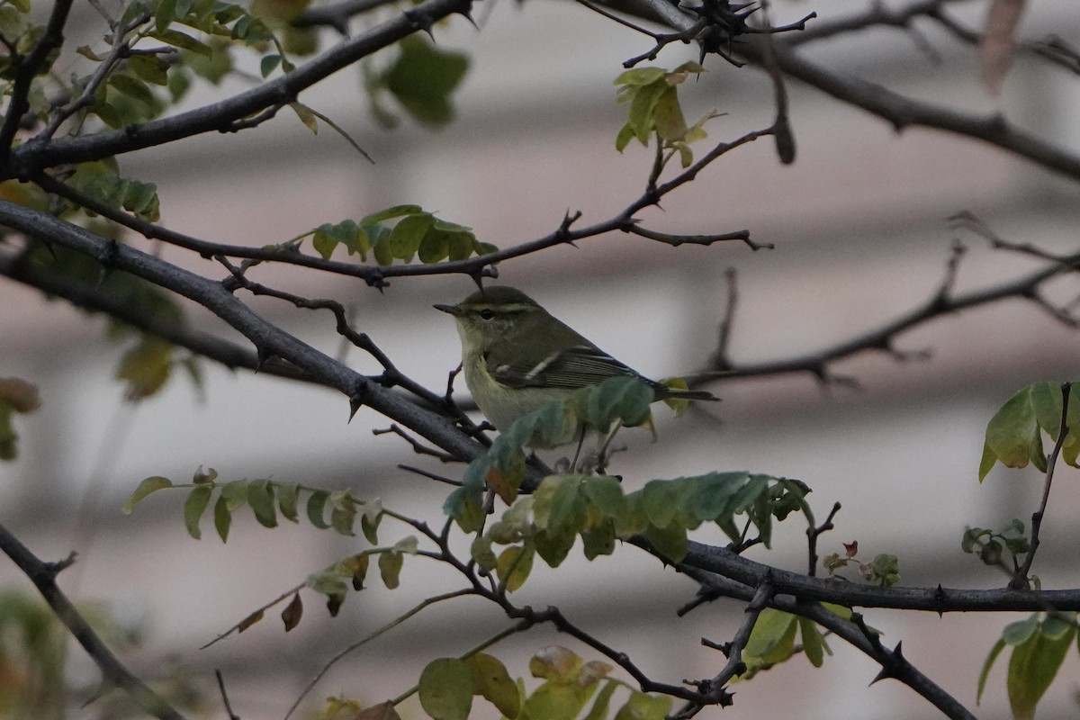 Yellow-browed Warbler - ML644938980