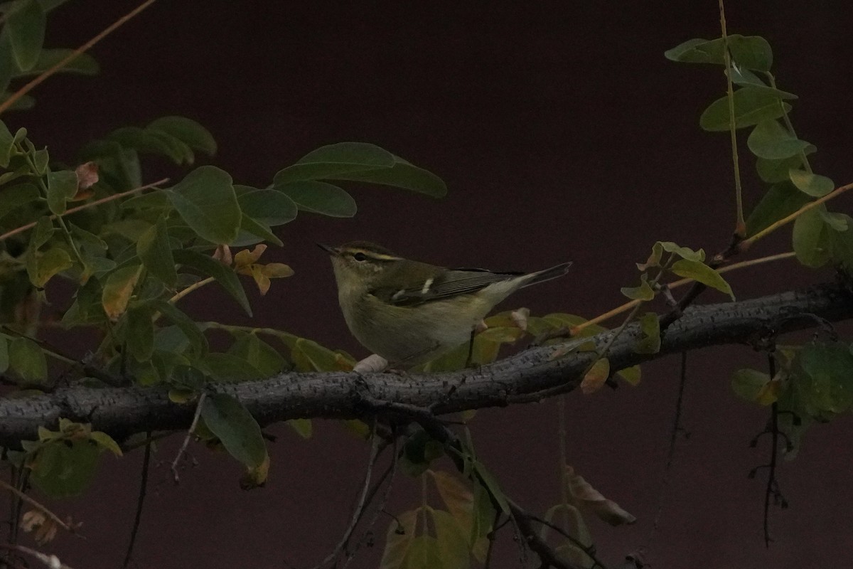 Yellow-browed Warbler - ML644938981
