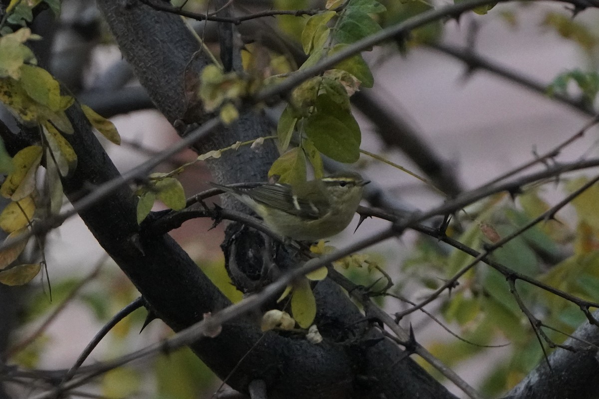 Yellow-browed Warbler - ML644938982