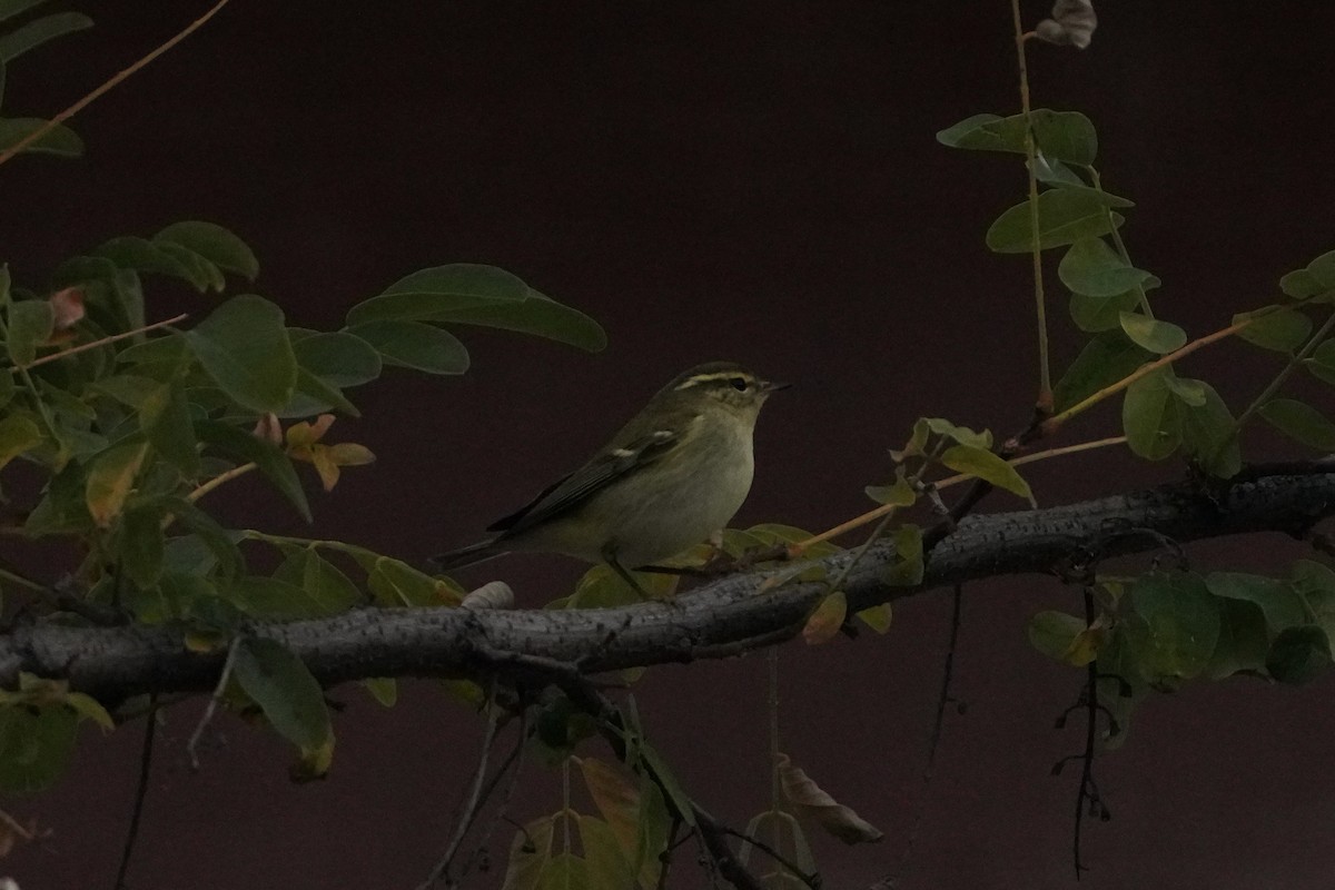 Yellow-browed Warbler - ML644938983