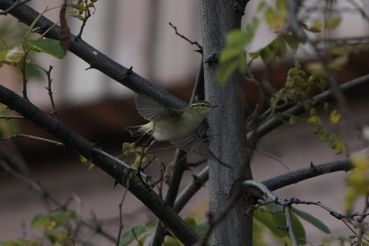 Yellow-browed Warbler - ML644938984