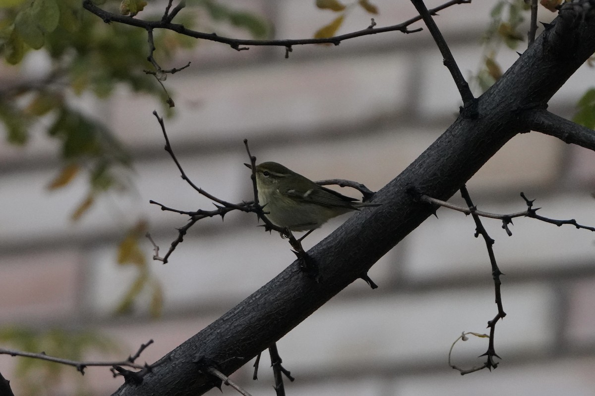 Yellow-browed Warbler - ML644938985