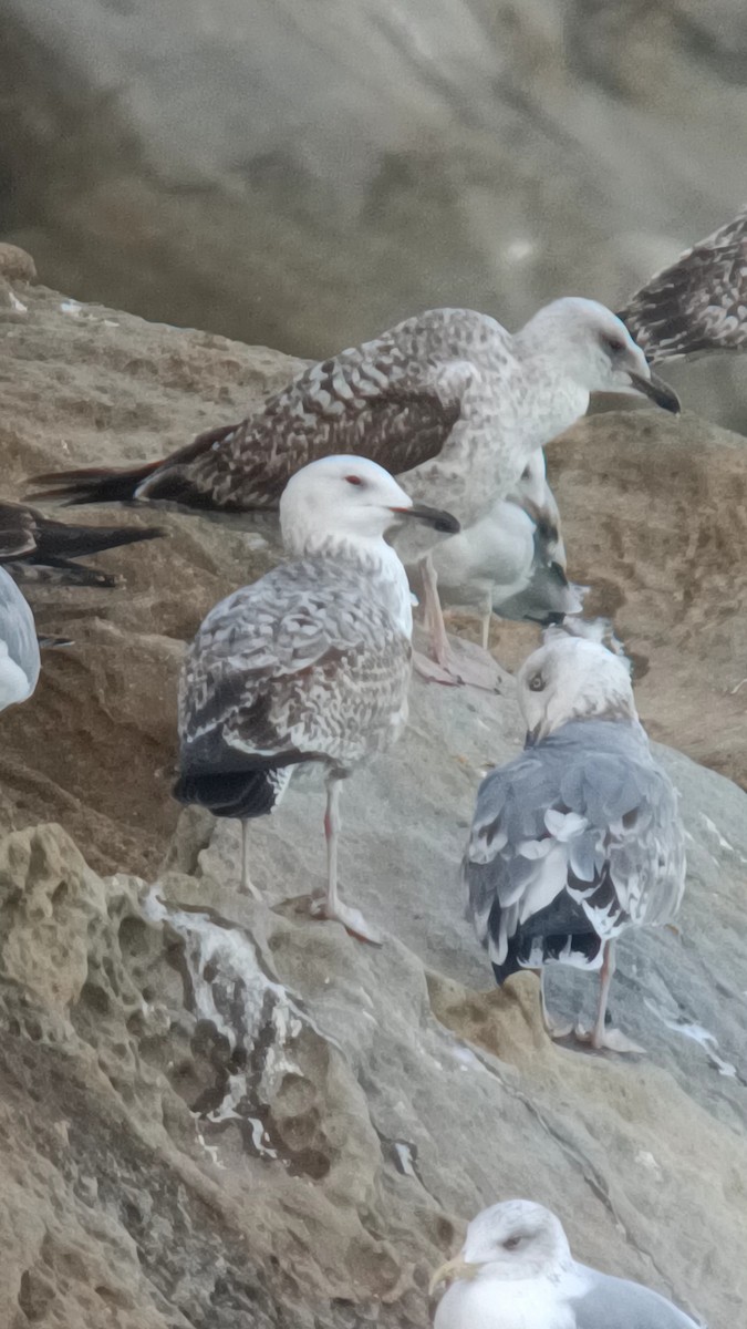 Caspian Gull - ML644938996