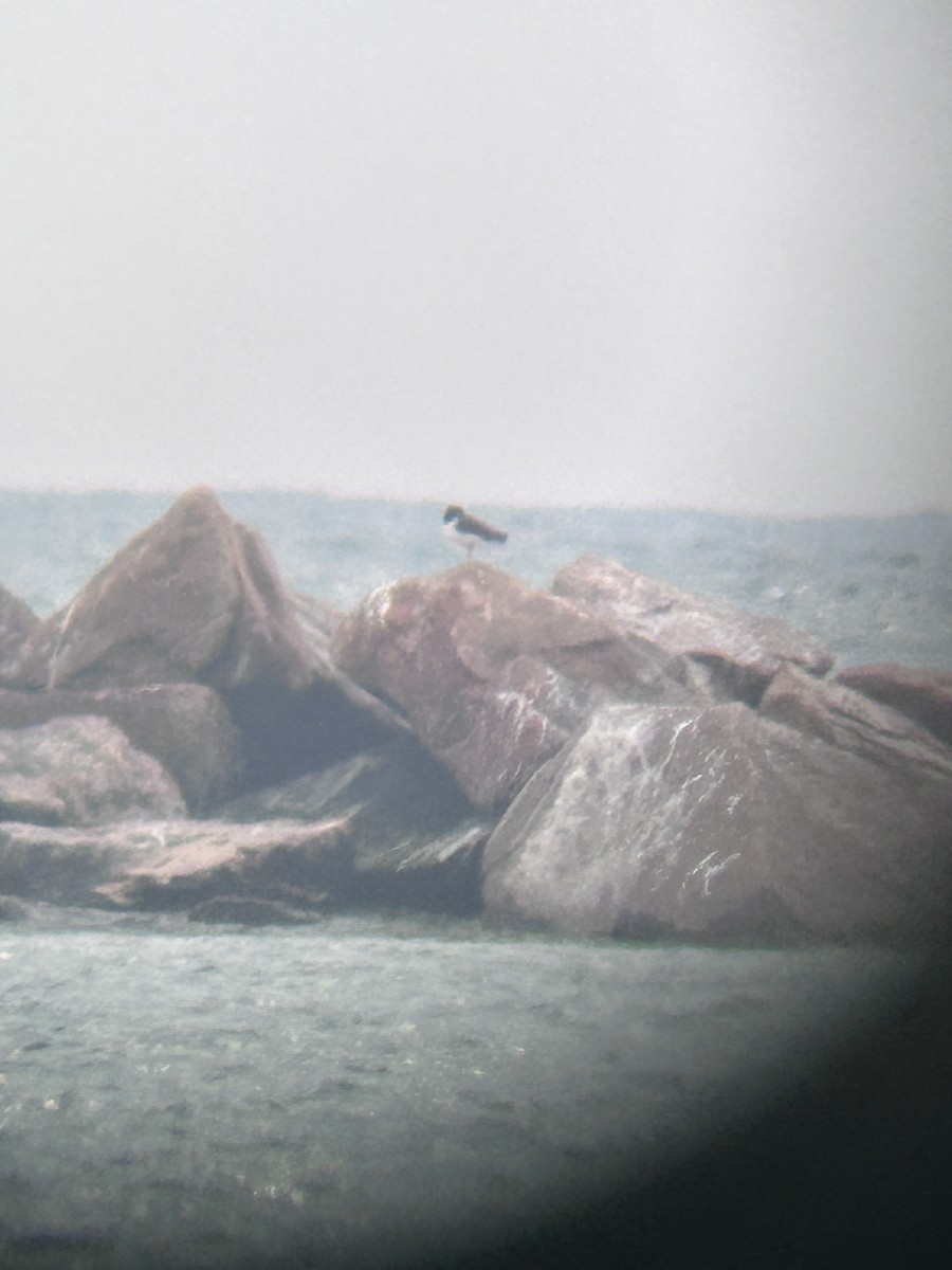 American Oystercatcher - ML644939005