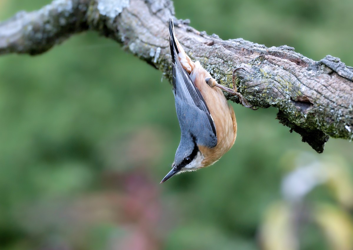 Eurasian Nuthatch - ML644939008