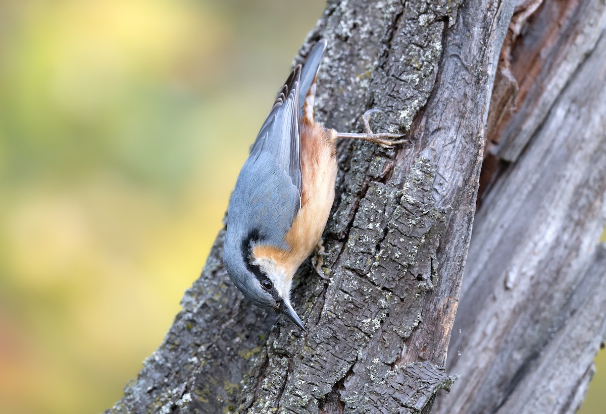 Eurasian Nuthatch - ML644939016