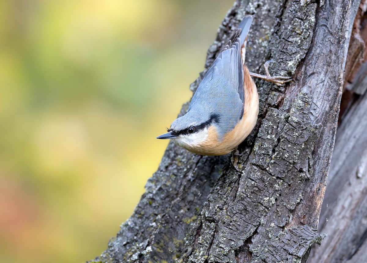 Eurasian Nuthatch - ML644939019