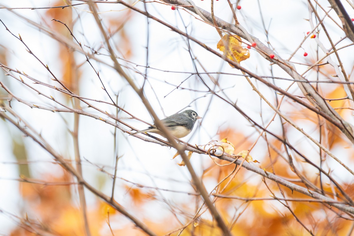 Dark-eyed Junco - ML644939021