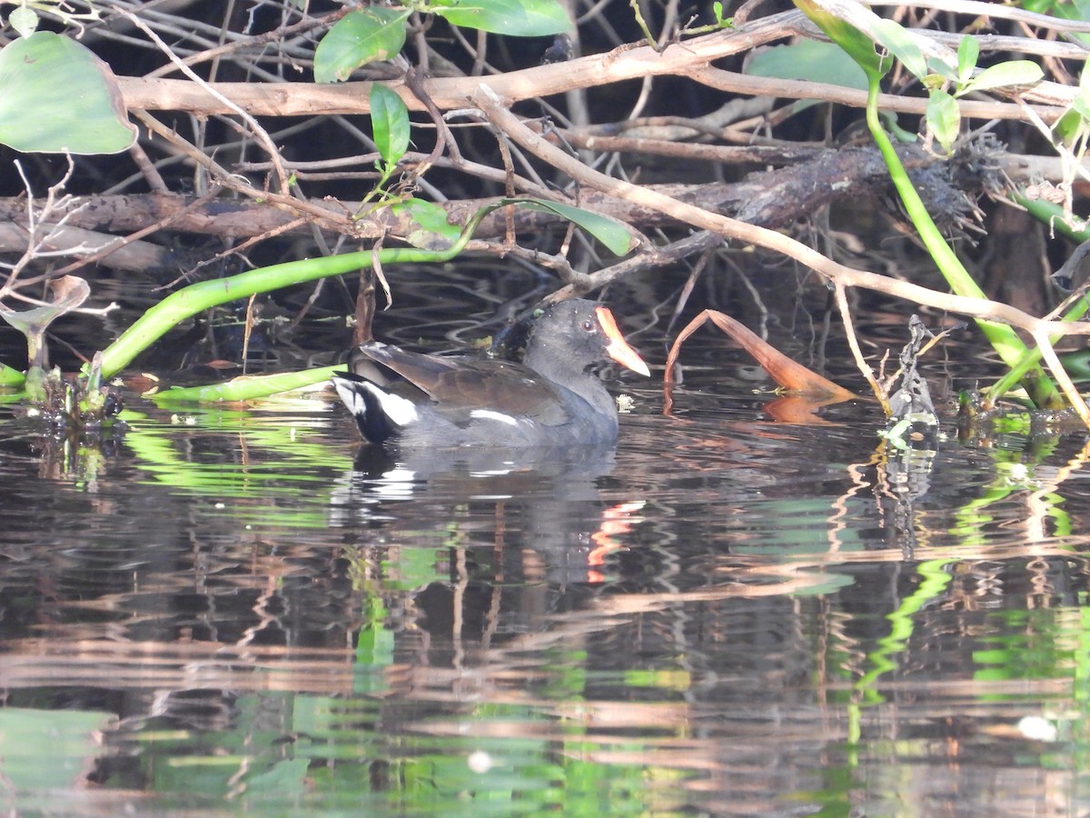 Курочка латиноамериканська - ML644939033