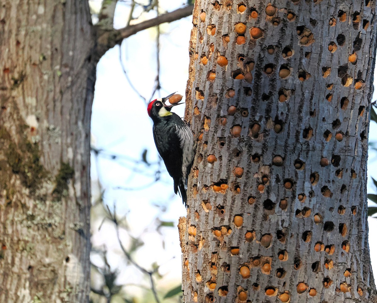 Acorn Woodpecker - ML644939056