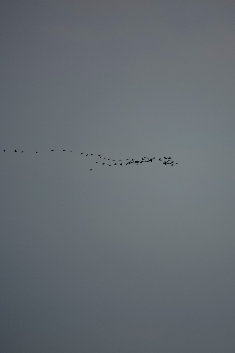 Double-crested Cormorant - ML644939059