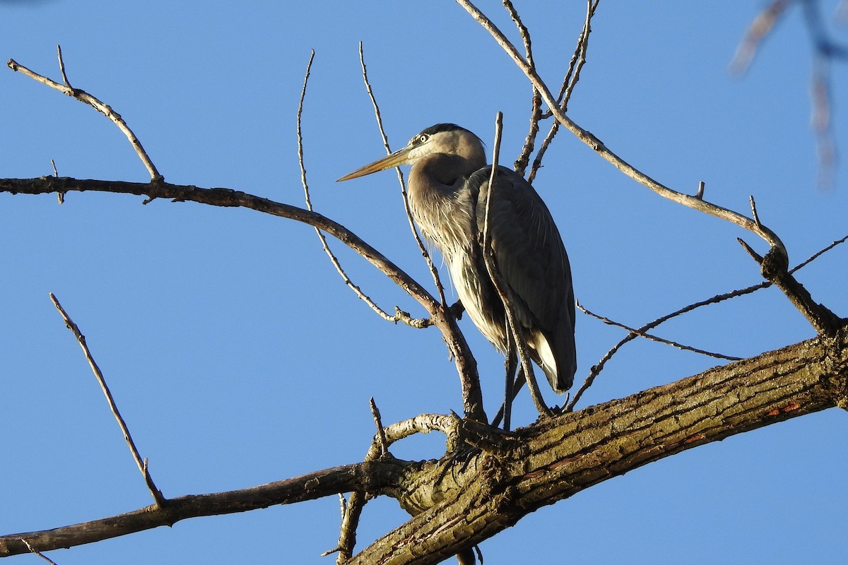 Great Blue Heron - ML644939061