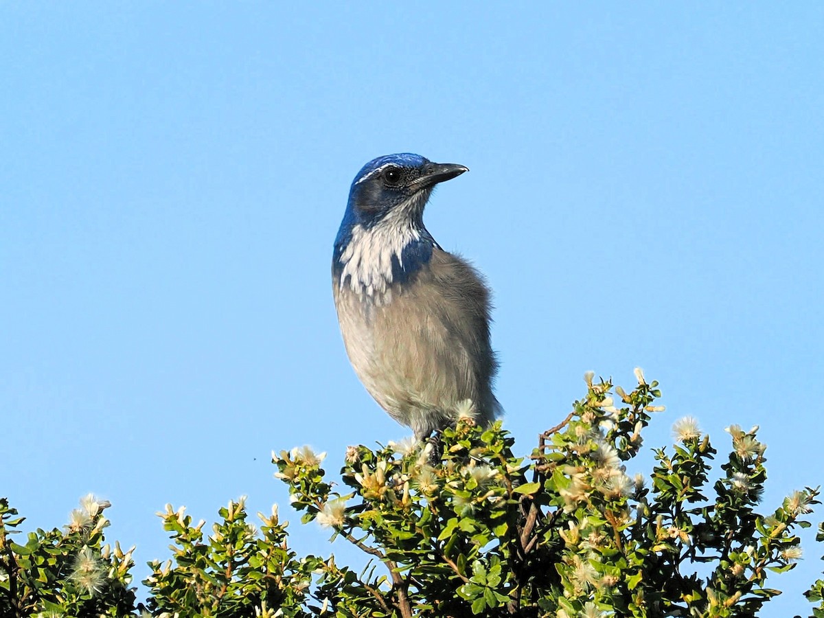 California Scrub-Jay - ML644939064