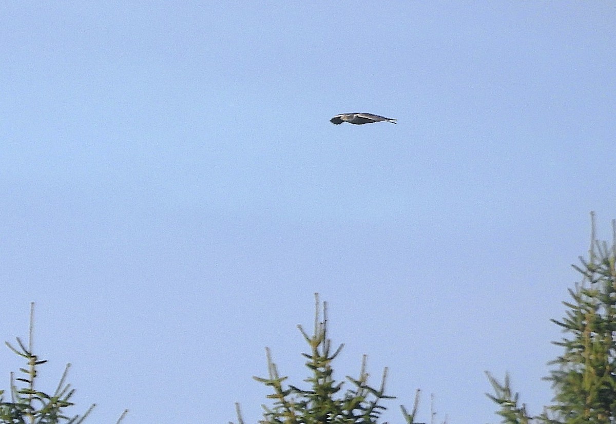 נץ גדול - ML644939081