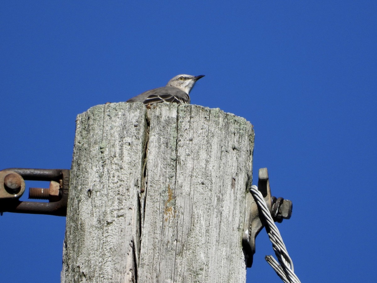 Northern Mockingbird - ML644939095