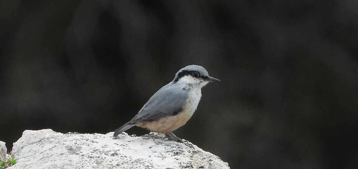 Western Rock Nuthatch - ML644939106