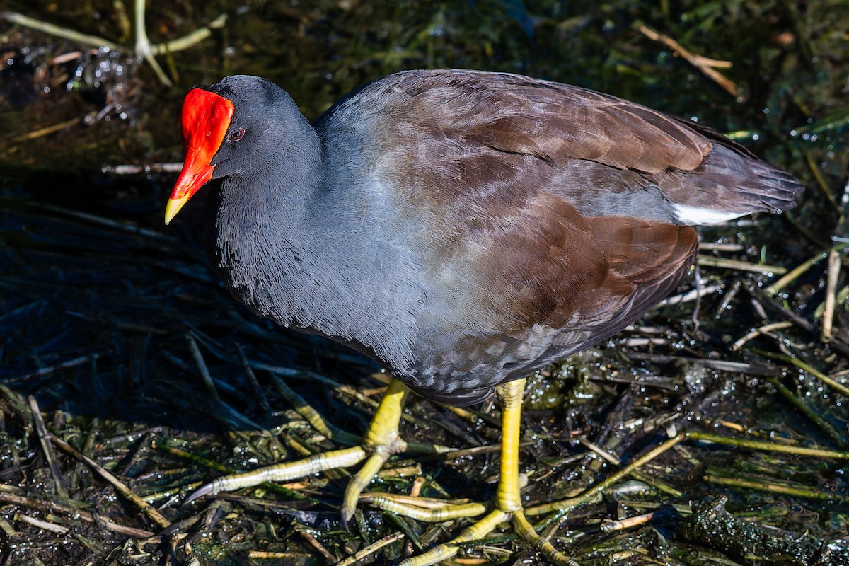 Курочка латиноамериканська [група galeata] - ML644939110