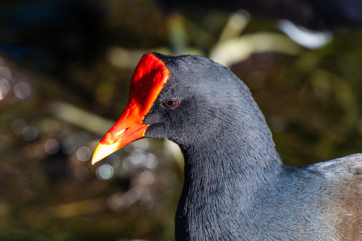 Курочка латиноамериканська [група galeata] - ML644939112