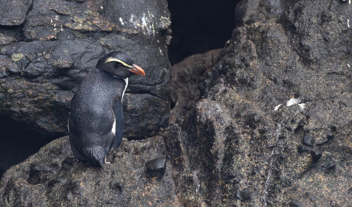 Fiordland Penguin - ML644939114